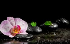 Desktop image. Flowers. ID:54999