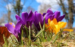 Desktop image. Flowers. ID:55013