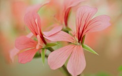 Desktop image. Flowers. ID:55032
