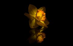 Desktop image. Flowers. ID:55312