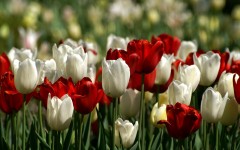 Desktop image. Flowers. ID:55332