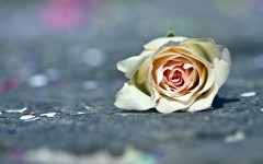 Desktop image. Flowers. ID:55342