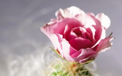 Desktop image. Flowers. ID:55344