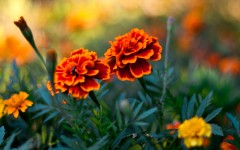 Desktop image. Flowers. ID:55347