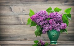 Desktop image. Flowers. ID:68637