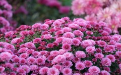Desktop image. Flowers. ID:55376