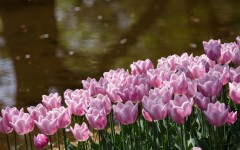 Desktop image. Flowers. ID:55792