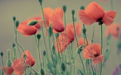 Desktop image. Flowers. ID:55808