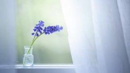 Desktop image. Flowers. ID:133255