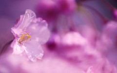 Desktop image. Flowers. ID:56073