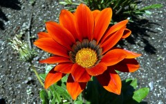 Desktop image. Flowers. ID:56096