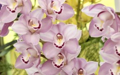 Desktop image. Flowers. ID:56207