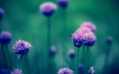 Desktop image. Flowers. ID:56218
