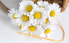 Desktop image. Flowers. ID:56226