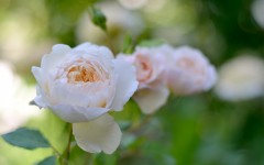 Desktop image. Flowers. ID:56780