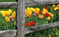 Desktop image. Flowers. ID:56785