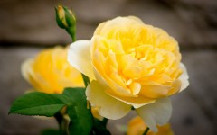 Desktop image. Flowers. ID:56865
