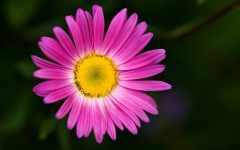 Desktop image. Flowers. ID:56883