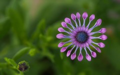 Desktop image. Flowers. ID:56889