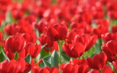 Desktop image. Flowers. ID:56927