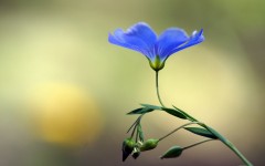 Desktop image. Flowers. ID:57147