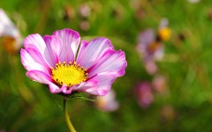 Desktop image. Flowers. ID:57387