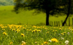 Desktop image. Flowers. ID:57422