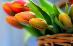 Desktop image. Flowers. ID:57475
