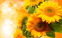 Desktop image. Flowers. ID:57481
