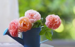 Desktop image. Flowers. ID:57490