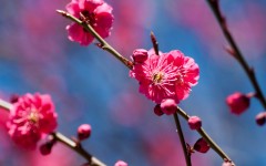 Desktop image. Flowers. ID:57502