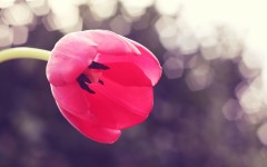 Desktop image. Flowers. ID:57510