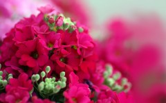 Desktop image. Flowers. ID:57513