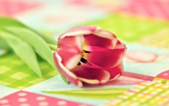 Desktop image. Flowers. ID:57517