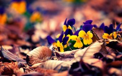 Desktop image. Flowers. ID:57518