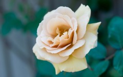 Desktop image. Flowers. ID:61757