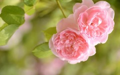 Desktop image. Flowers. ID:61812