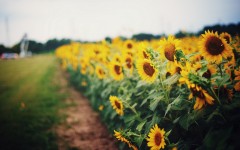 Desktop image. Flowers. ID:61863