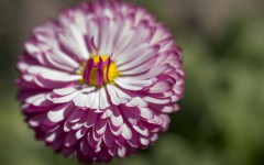 Desktop image. Flowers. ID:61880