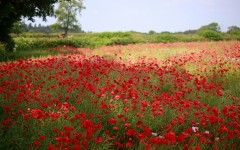 Desktop image. Flowers. ID:61886