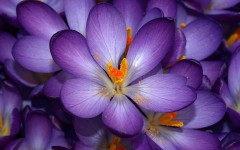Desktop image. Flowers. ID:61905