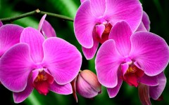 Desktop image. Flowers. ID:61906