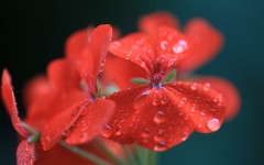 Desktop image. Flowers. ID:61907