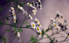 Desktop image. Flowers. ID:61908
