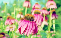Desktop image. Flowers. ID:61942