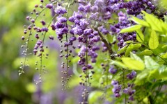 Desktop image. Flowers. ID:61972