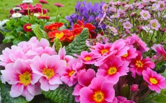Desktop image. Flowers. ID:61975