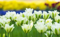 Desktop image. Flowers. ID:61976