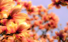 Desktop image. Flowers. ID:61995