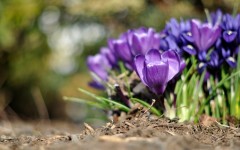 Desktop image. Flowers. ID:61997
